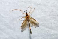 Stauropoctonus bombycivorus