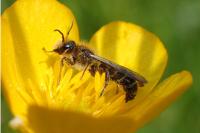 Chelostoma florisomne