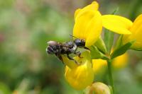 Osmia caerulescens