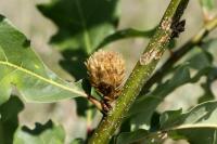 Andricus fecundatrix
