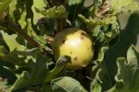 Andricus kollari