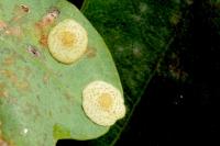 Neuroterus quercusbaccarum