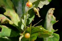 Cynips quercusfolii