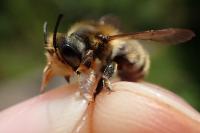 Megachile willughbiella