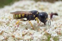 Lestica clypeata