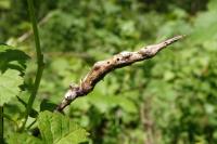 Diastrophus rubi