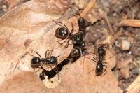 Lasius fuliginosus