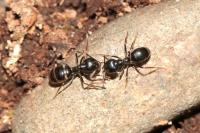 Lasius fuliginosus