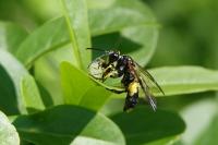 Tenthredo temula