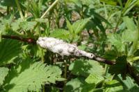 Diastrophus rubi