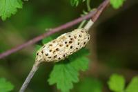 Diastrophus rubi