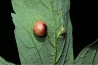 Pediaspis aceris