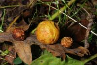 Cynips quercusfolii