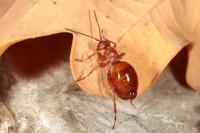 Biorhiza pallida
