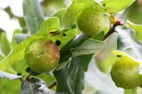 Cynips quercusfolii