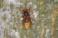 Vespa crabro
