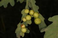 Cynips quercusfolii