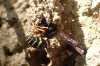 Odynerus spinipes