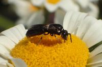 Hylaeus nigritus