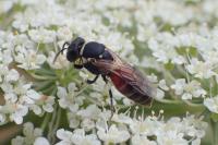 Hylaeus variegatus