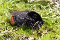 Bombus lapidarius