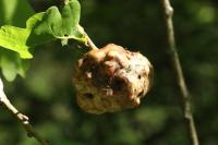 Biorhiza pallida