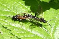 Macrophya duodecimpunctata