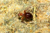 Biorhiza pallida