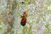 Biorhiza pallida