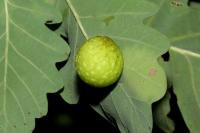 Cynips quercusfolii