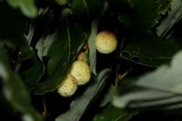 Cynips quercusfolii