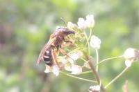 Lasioglossum xanthopus