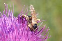 Halictus quadricinctus