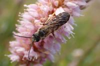 Halictus quadricinctus