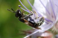 Lasioglossum interruptum