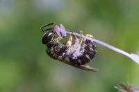 Lasioglossum interruptum