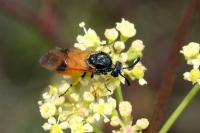 Arge cyanocrocea