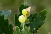 Cynips quercusfolii