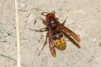 Vespa crabro