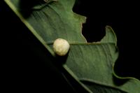 Cynips quercusfolii