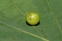 Cynips quercusfolii