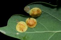 Neuroterus quercusbaccarum