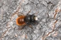 Osmia cornuta