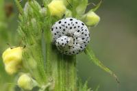 Tenthredo scrophulariae