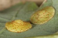 Neuroterus quercusbaccarum