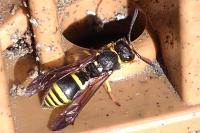 Ancistrocerus nigricornis