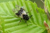 Abia fasciata