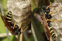 Polistes nimpha