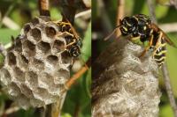 Polistes nimpha