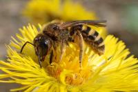 Halictus scabiosae